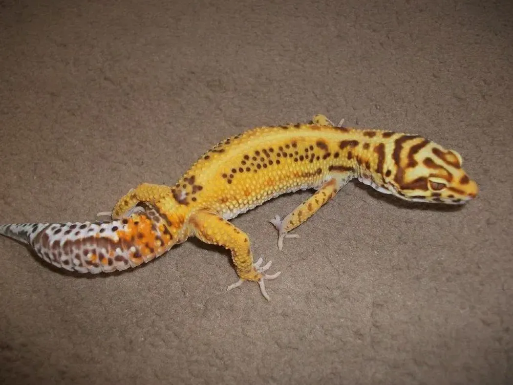 Eublepharis macularius Bell albino Leopardgekko