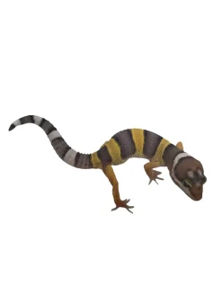 Eublepharis macularius Designer Leopardgekko - small/unger