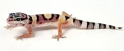 Eublepharis macularius Designer Leopardgekko - small/unger