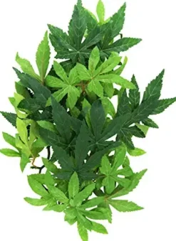 Exo Terra Abuliton medium