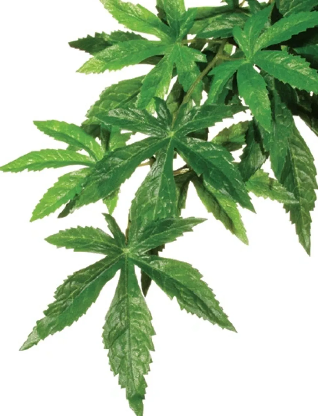 Exo Terra Abuliton stor