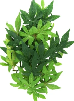 Exo Terra Abutilon lille