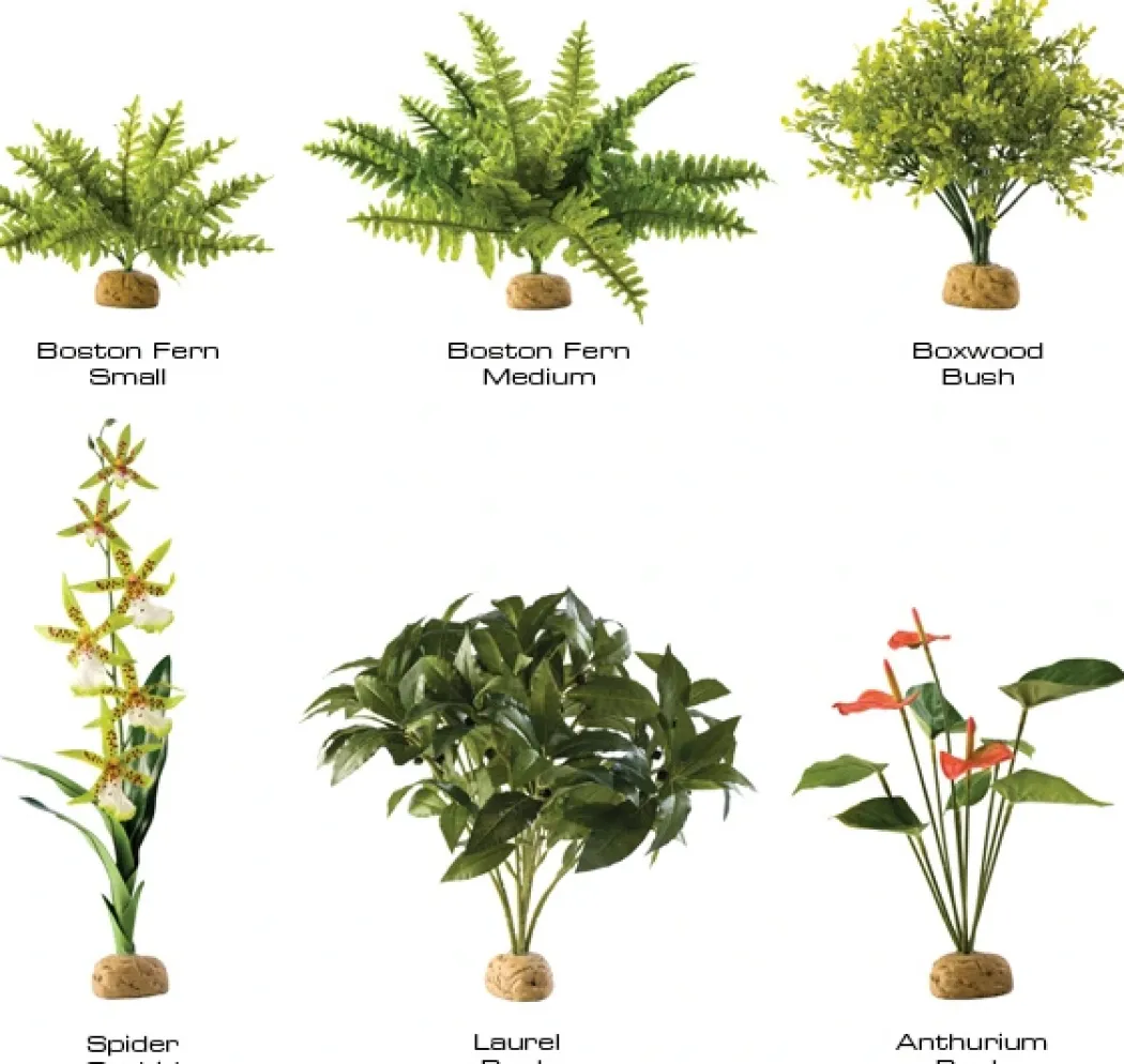 Exo Terra Anthurium bush