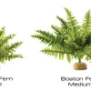 Exo Terra Boston Fern (medium)