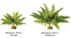 Exo Terra Boston Fern (medium)