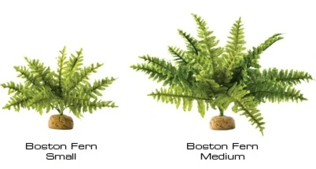 Exo Terra Boston Fern (medium)