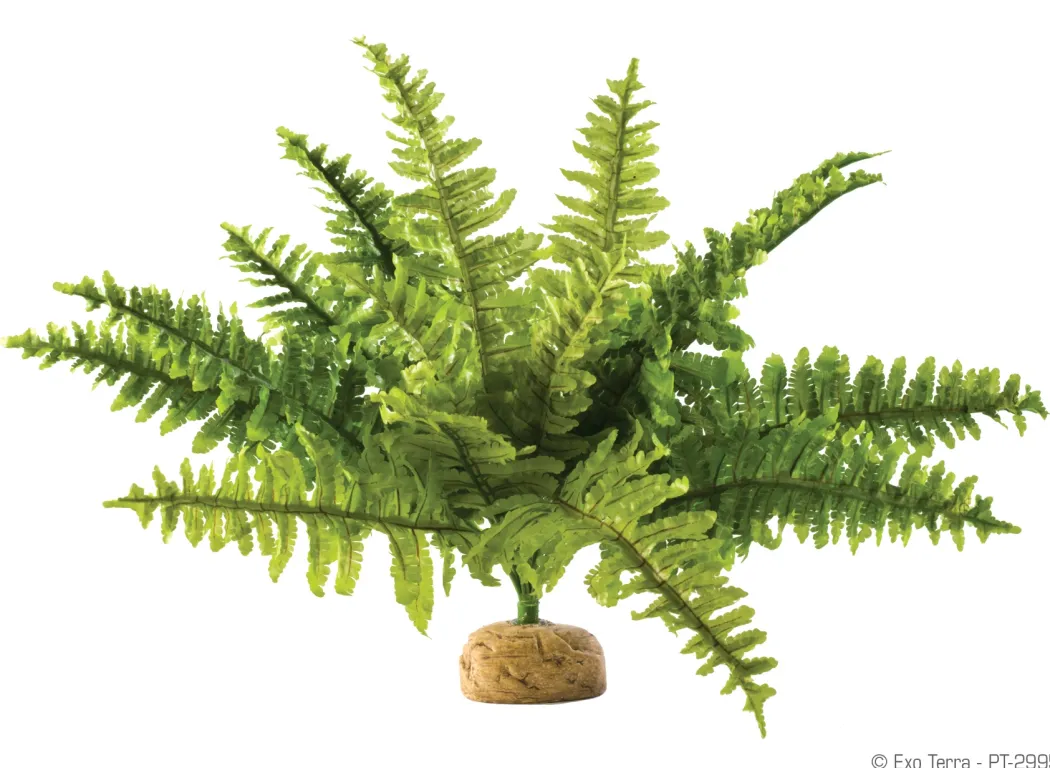 Exo Terra Boston Fern (medium)