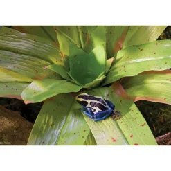 Exo Terra Bromelia Medium