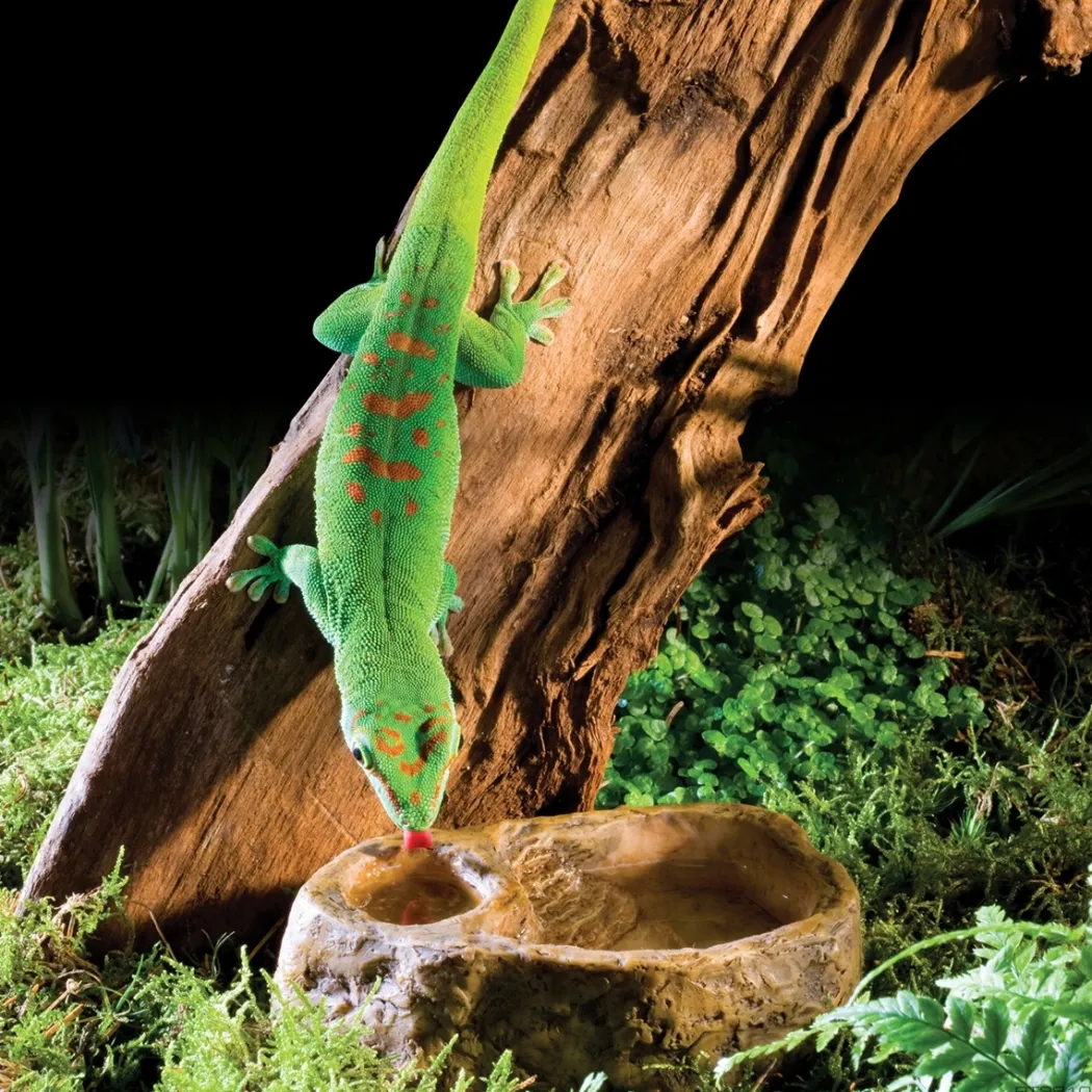 Exo Terra Gecko vand og foderskål