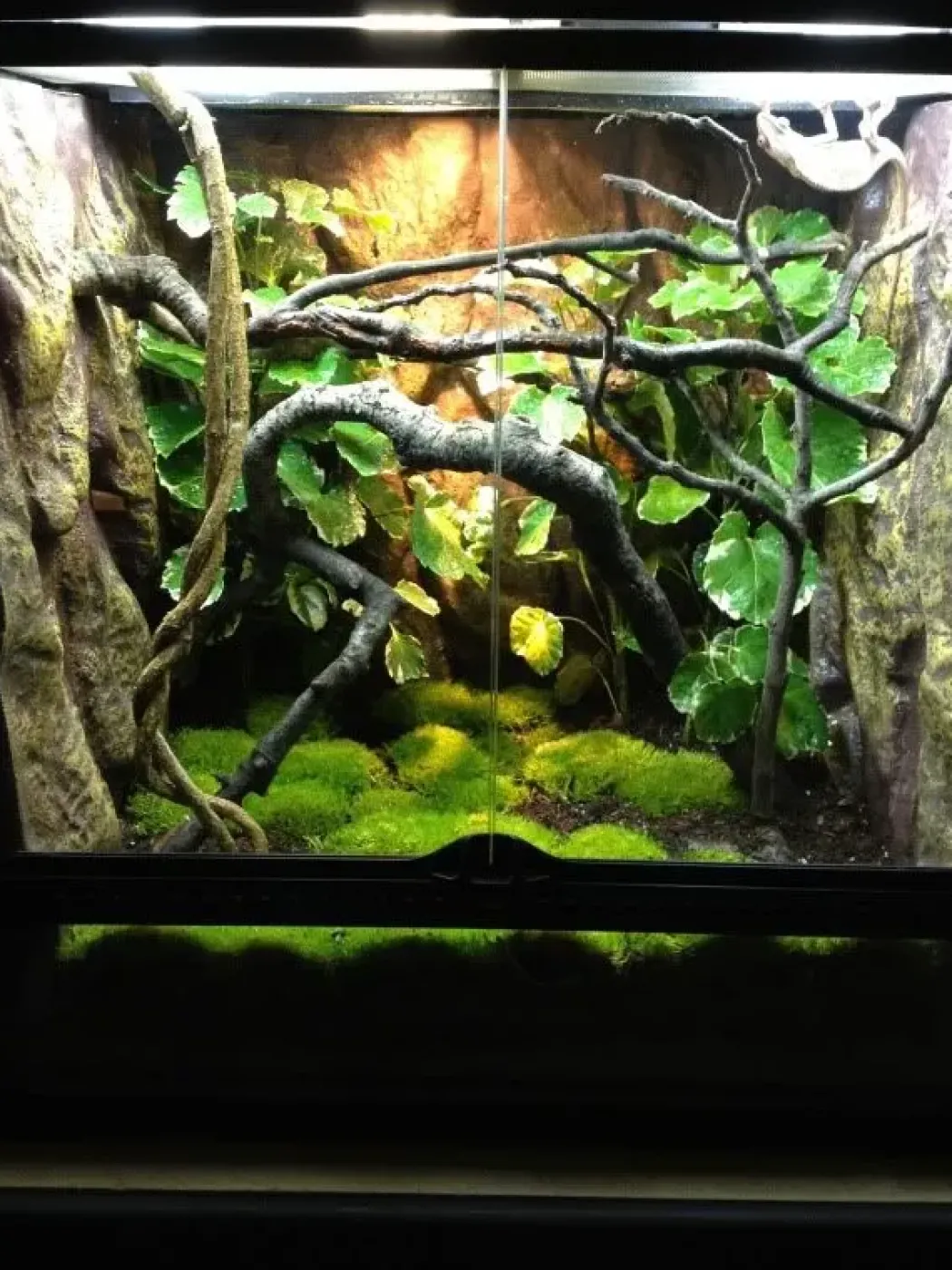 Exo Terra Jungle Træ stor