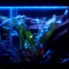 Exo Terra Night Glo 15 watt