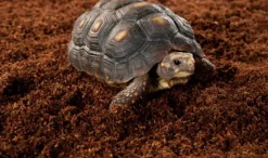 Exo Terra Plantation Soil 650 g