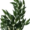Exo Terra Ruscus lille