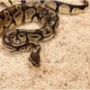 Exo Terra Snake Bedding 26,4 L