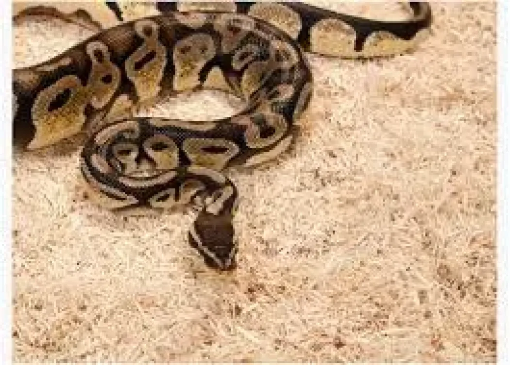 Exo Terra Snake Bedding 26,4 L