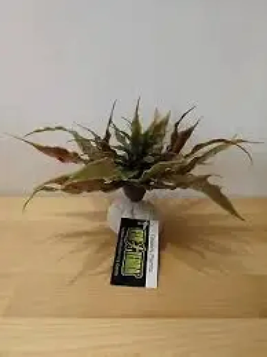 Exo Terra Star Cactus