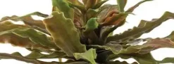 Exo Terra Star Cactus