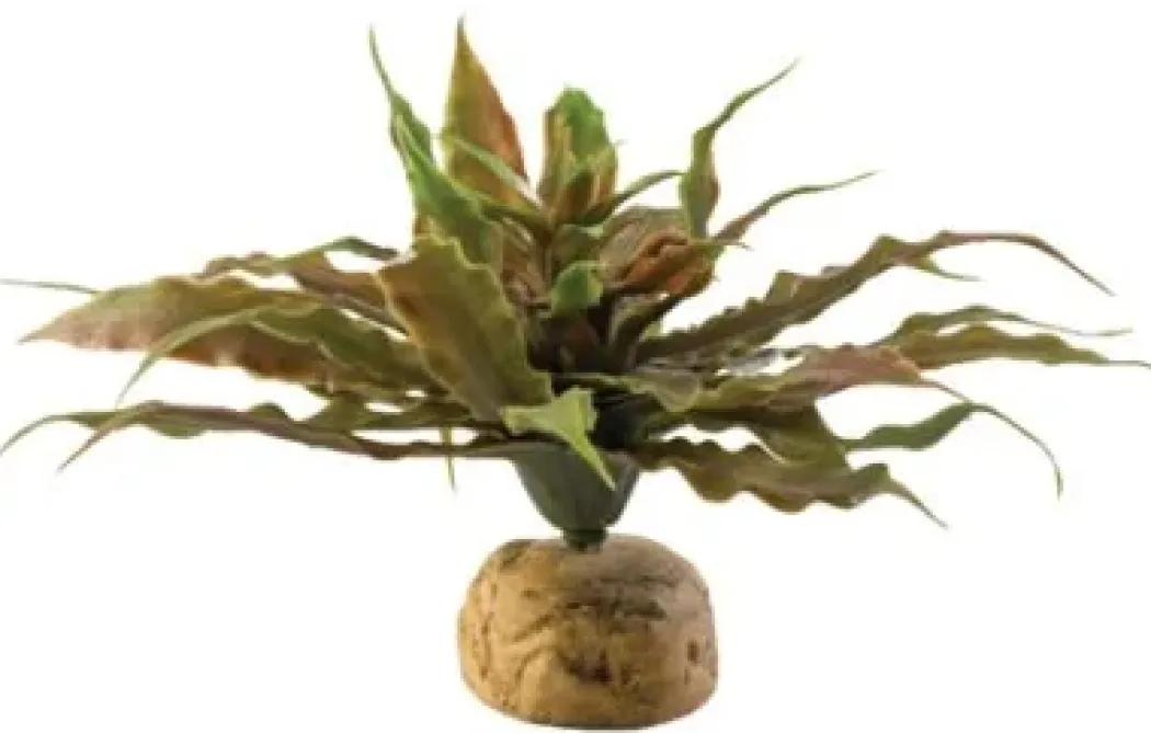 Exo Terra Star Cactus