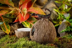 Exoterra Tiki Kokosnød Vandskål og hule 21x21x11 cm