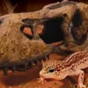 Exo Terra T-Rex kranie lille