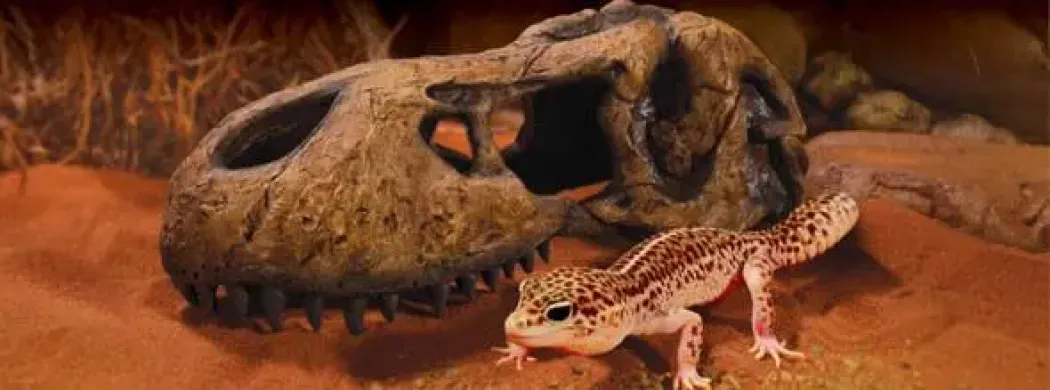 Exo Terra T-Rex kranie lille