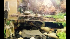 Exo Terra Turtle Bank med magnet lille
