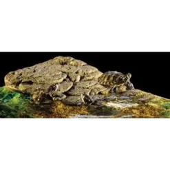 Exo Terra Turtle Bank med magnet medium