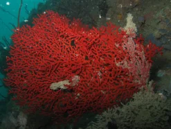 Fanekoral (Euplexaura sp.)