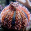 Farvet Pynte Søpindsvin (Mespilla globulus)