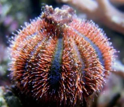 Farvet Pynte Søpindsvin (Mespilla globulus)