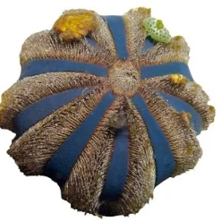 Farvet Pynte Søpindsvin (Mespilla globulus)