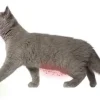 Feliway Classic diffusor med flaske 48 ml