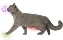 Feliway Classic diffusor med flaske 48 ml