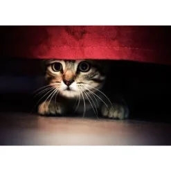 Feliway Classic Spray 20 ml