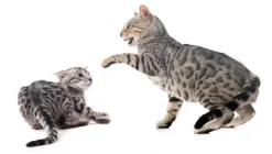 Feliway Friends refill til diffusor 48 ml