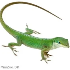Feriepasning Anole pr påbegyndt uge