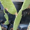 Figenkaktus til landskildpadder (Opuntia ficus indica)