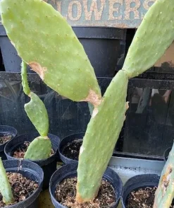 Figenkaktus til landskildpadder (Opuntia ficus indica)