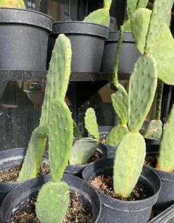 Figenkaktus til landskildpadder (Opuntia ficus indica)