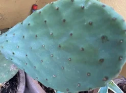 Figenkaktus til landskildpadder (Opuntia ficus indica)