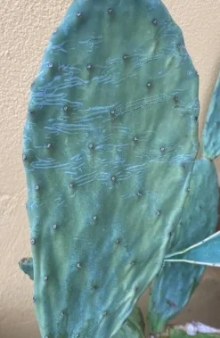 Figenkaktus til landskildpadder (Opuntia ficus indica)