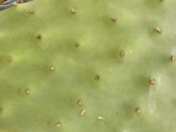 Figenkaktus til landskildpadder (Opuntia ficus indica)