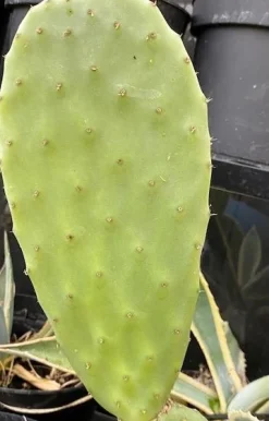Figenkaktus til landskildpadder (Opuntia ficus indica)