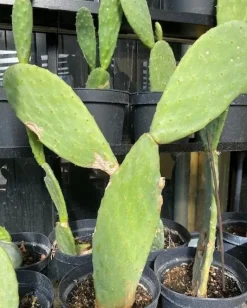 Figenkaktus til landskildpadder (Opuntia ficus indica)
