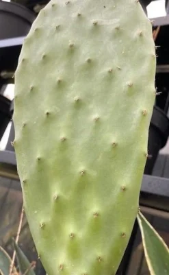 Figenkaktus til landskildpadder (Opuntia ficus indica)