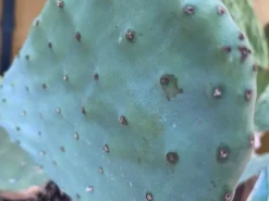 Figenkaktus til landskildpadder (Opuntia ficus indica)