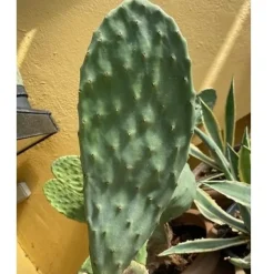 Figenkaktus til landskildpadder (Opuntia ficus indica)