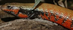 Flammeskink (Lepidothyris Fernandi)