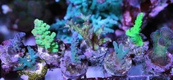 Frag Station FS-5 Hub Reef plug Holder live coral reef Saltvandsakvarium Fragment Holder