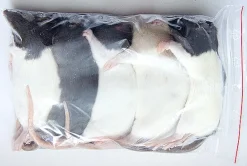 Frosne 9 uger Rotter 200-400 g 5 stk